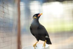 hill myna or black bird in cage net  foreground in detain or imprison life concept