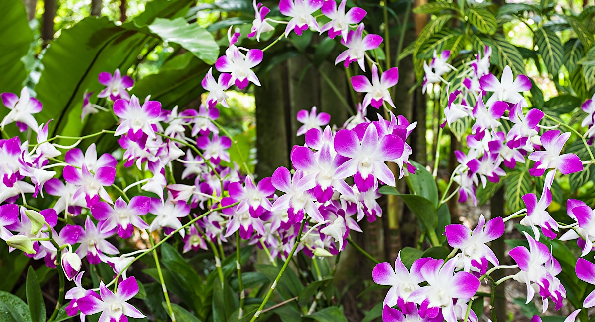 シンガポールのオーキッド Orchids ってどんな花 どうして国花になったの Ok Lah オッケーラ