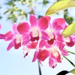 シンガポールのオーキッド（Orchids）ってどんな花？どうして国花になったの？
