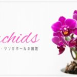 シンガポールのオーキッド（Orchids）ってどんな花？どうして国花になったの？