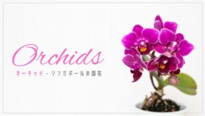 シンガポールのオーキッド（Orchids）ってどんな花？どうして