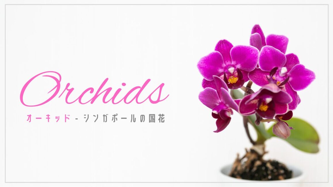 シンガポールのオーキッド（Orchids）ってどんな花？どうして国花になったの？