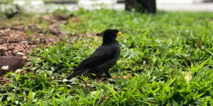 シンガポールの鳥と言えば「ジャワハッカ」