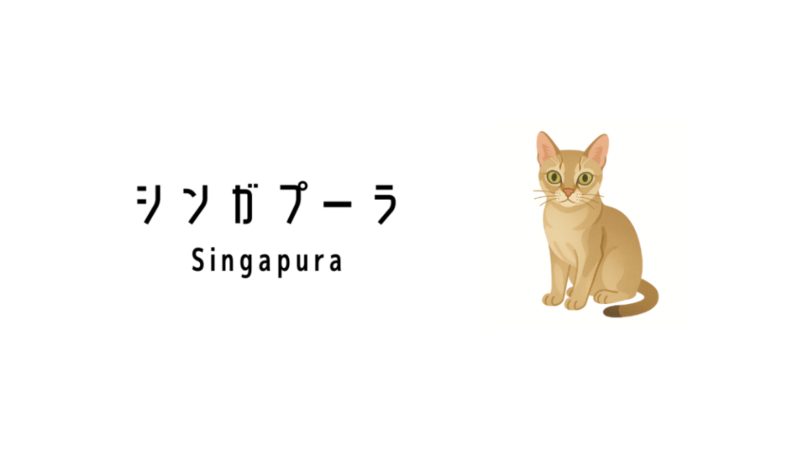 シンガポールで誕生した猫「シンガプーラ（Singapura）」って何？ | ok lah