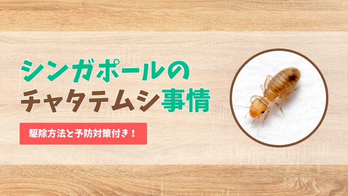 シンガポールのチャタテムシ事情と対策