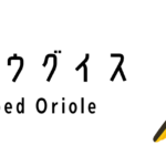 コウライウグイス（Black-naped Oriole）