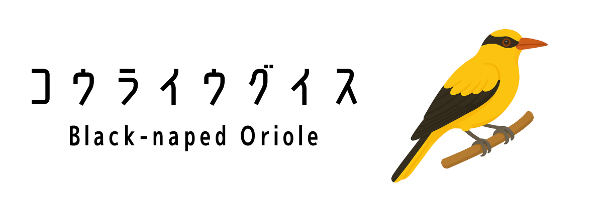 コウライウグイス(Black-naped Oriole)