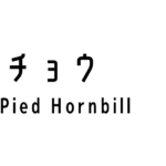 カササギサイチョウ（Oriental Pied Hornbill）