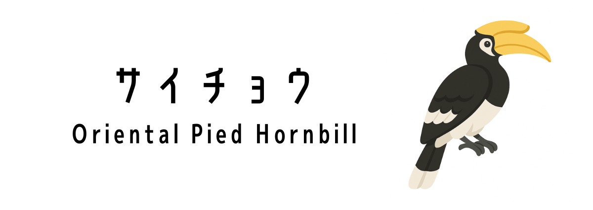カササギサイチョウ(Oriental Pied Hornbill)