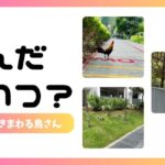 シンガポールを歩き回る「ニワトリ（街歩きチキン）」を調べてみた