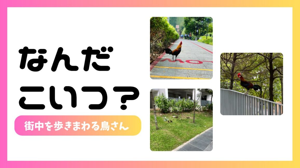 シンガポールを歩き回る「ニワトリ（街歩きチキン）」を調べてみた